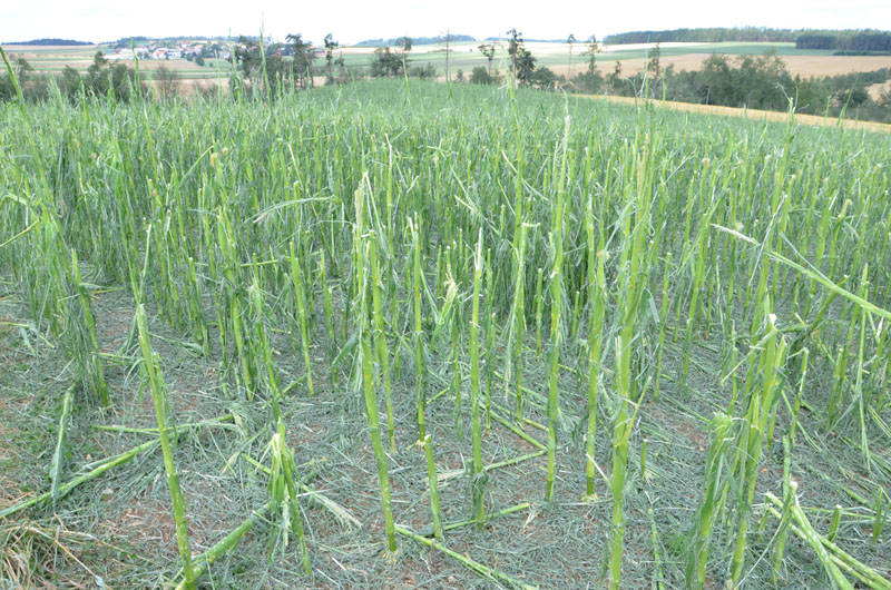 © BFK Waidhofen a. d. Thaya / Stefan Mayer