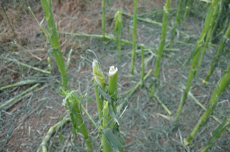 © BFK Waidhofen a. d. Thaya / Stefan Mayer